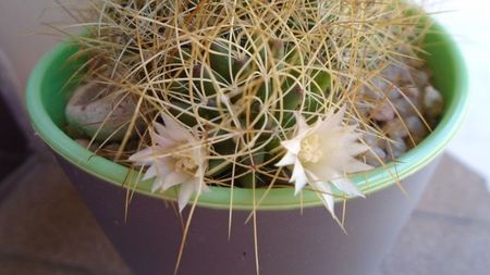 Mammillaria decipiens ssp. camptotricha