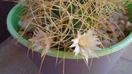 Mammillaria decipiens ssp. camptotricha