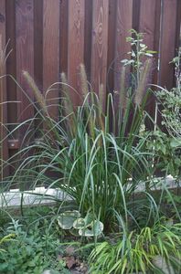 Pennisetum alopecuroides