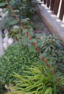 Rosa Sericea Omeiensis Pteracantha