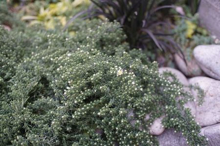 Aster ericoides