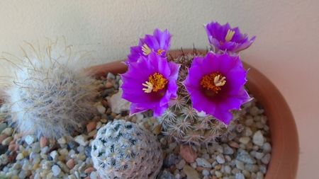 Mammillaria schumannii v. globosa