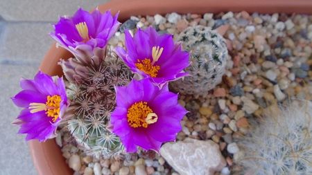 Mammillaria schumannii v. globosa