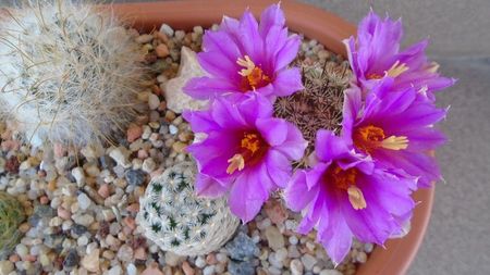 Mammillaria schumannii v. globosa