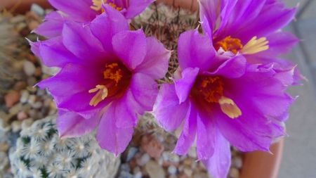 Mammillaria schumannii v. globosa