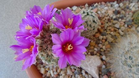 Mammillaria schumannii v. globosa