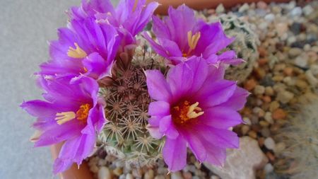 Mammillaria schumannii v. globosa