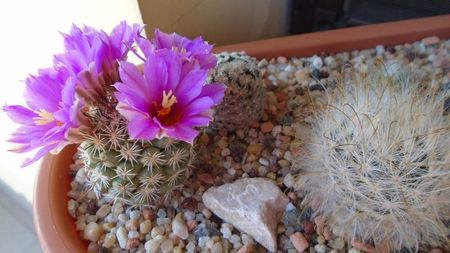 Mammillaria schumannii v. globosa