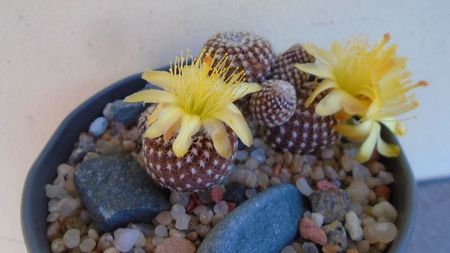 Copiapoa laui