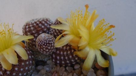 Copiapoa laui