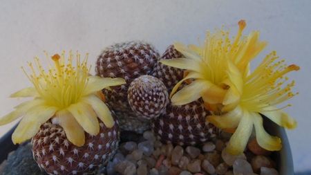 Copiapoa laui