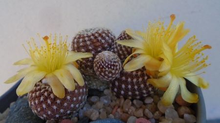 Copiapoa laui