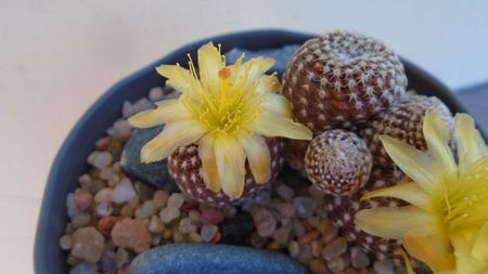 Copiapoa laui