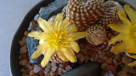 Copiapoa laui