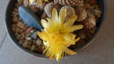 Copiapoa laui