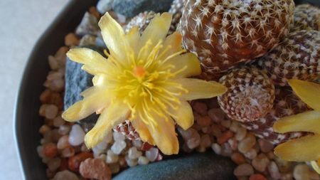 Copiapoa laui