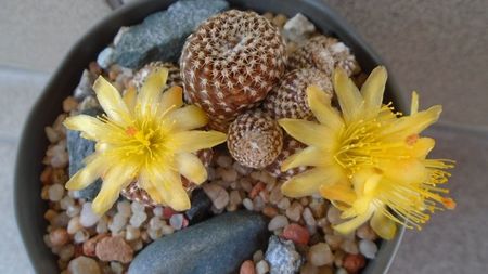 Copiapoa laui