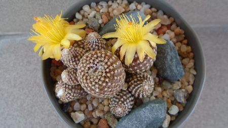 Copiapoa laui