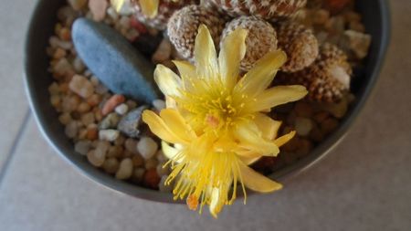 Copiapoa laui