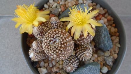 Copiapoa laui