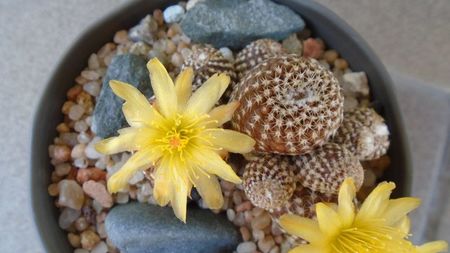 Copiapoa laui