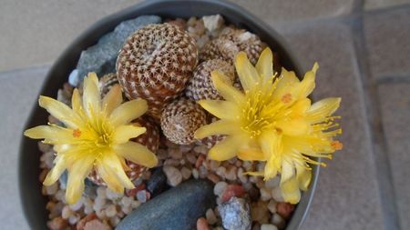 Copiapoa laui