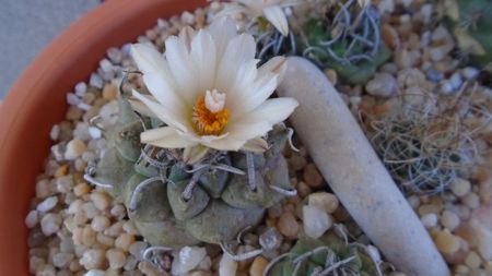 Turbinicarpus macrochele v. screvispinum