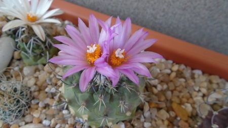 Turbinicarpus viereckii