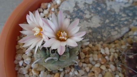 Turbinicarpus schwarzii v. rubriflorus