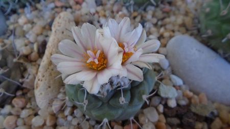 Turbinicarpus hb.