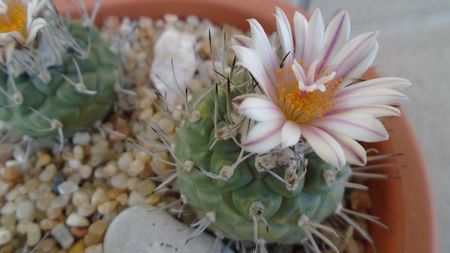 Turbinicarpus hb.