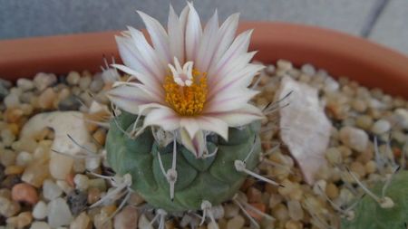 Turbinicarpus hb.