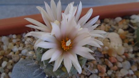 Turbinicarpus hb.