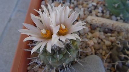 Turbinicarpus hb.