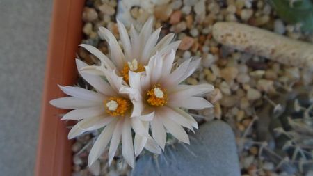 Turbinicarpus hb.