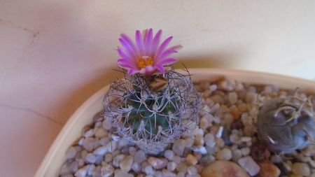 Turbinicarpus krainzianus v. lausseri