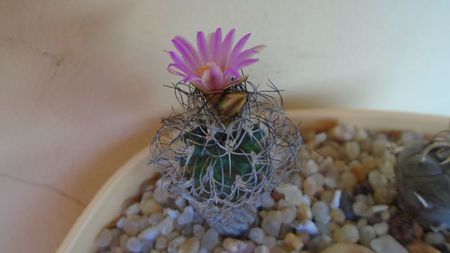 Turbinicarpus krainzianus v. lausseri