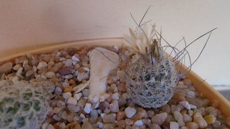 Turbinicarpus dickisoniae