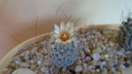 Turbinicarpus dickisoniae