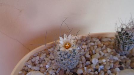 Turbinicarpus dickisoniae