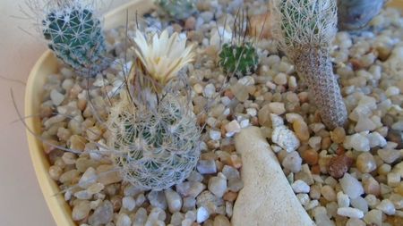 Turbinicarpus dickisoniae