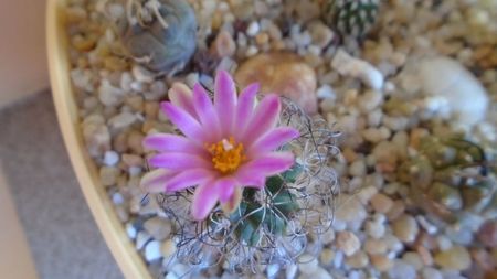 Turbinicarpus krainzianus v. lausseri