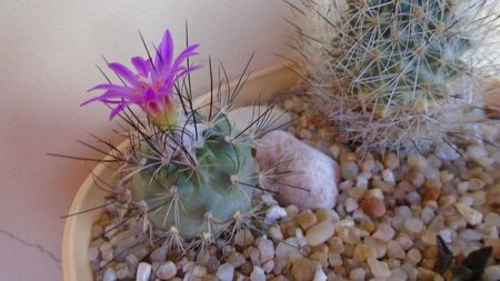 Turbinicarpus viereckii