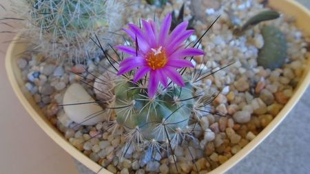 Turbinicarpus viereckii