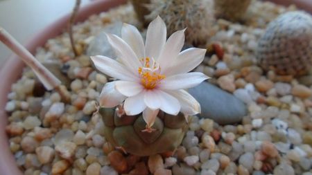 Turbinicarpus lophophoroides