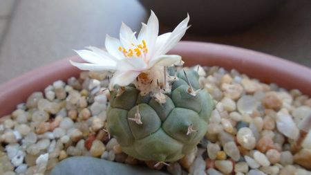 Turbinicarpus lophophoroides