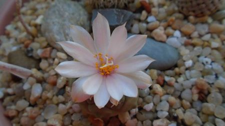 Turbinicarpus lophophoroides