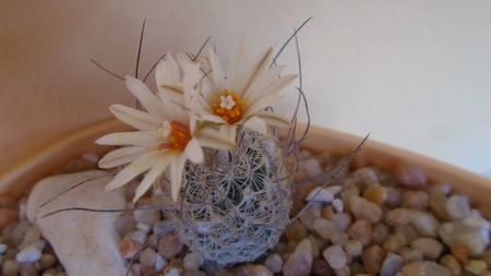 Turbinicarpus dickisoniae