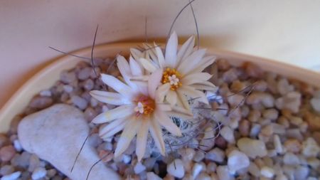 Turbinicarpus dickisoniae