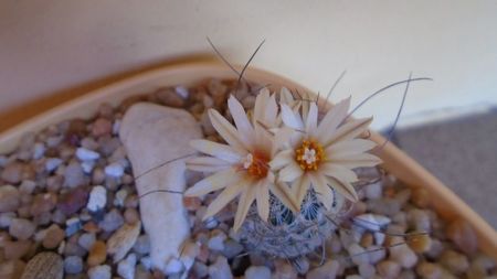 Turbinicarpus dickisoniae